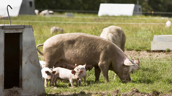 Økologisk husdyrhold