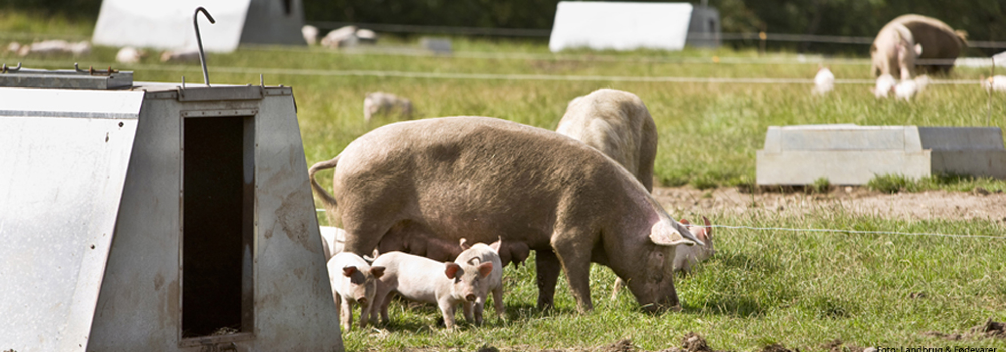 Økologisk husdyrhold