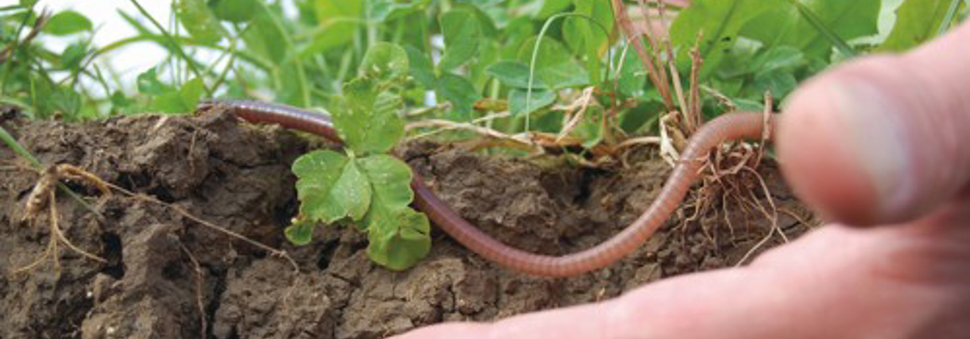 Regenerativt landbrug