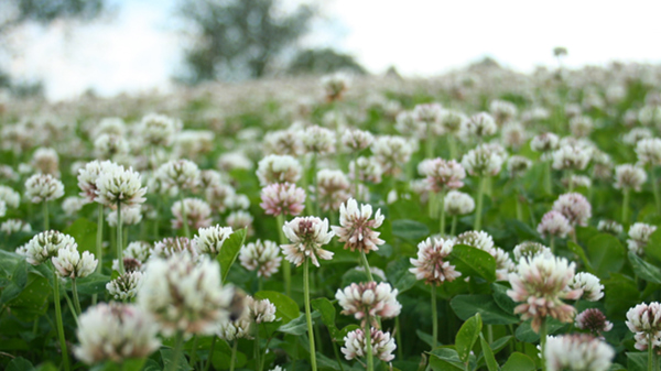 Introduktion til økologien - værdier og principper