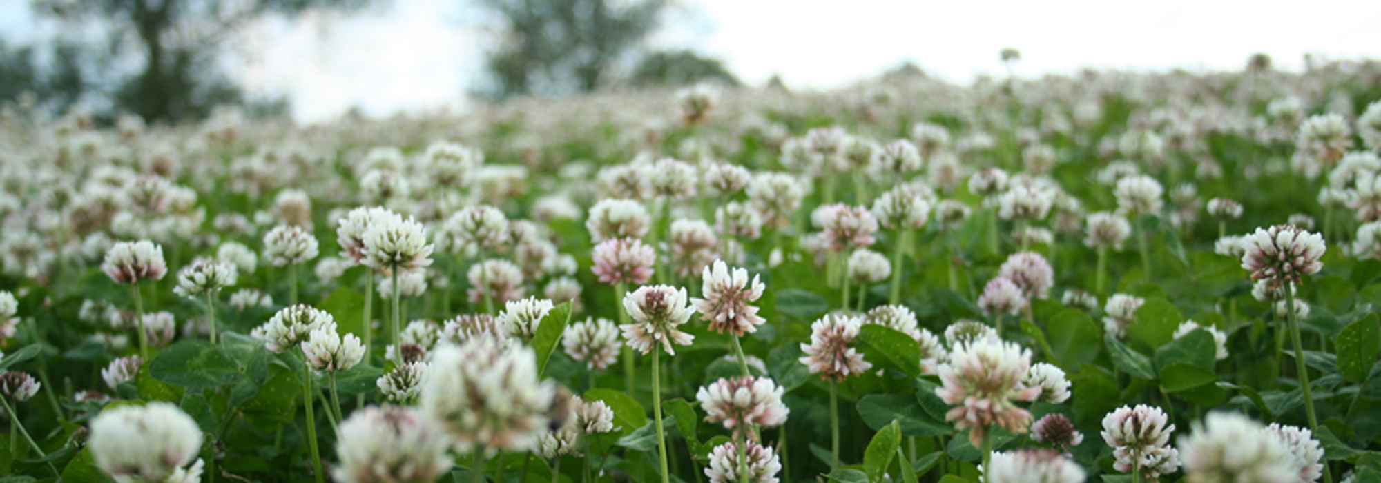 Introduktion til økologien - værdier og principper