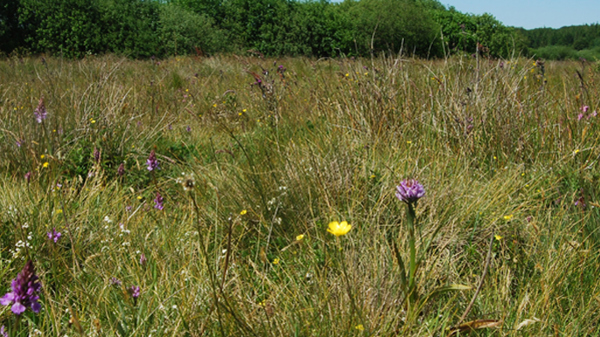 Økologi og biodiversitet