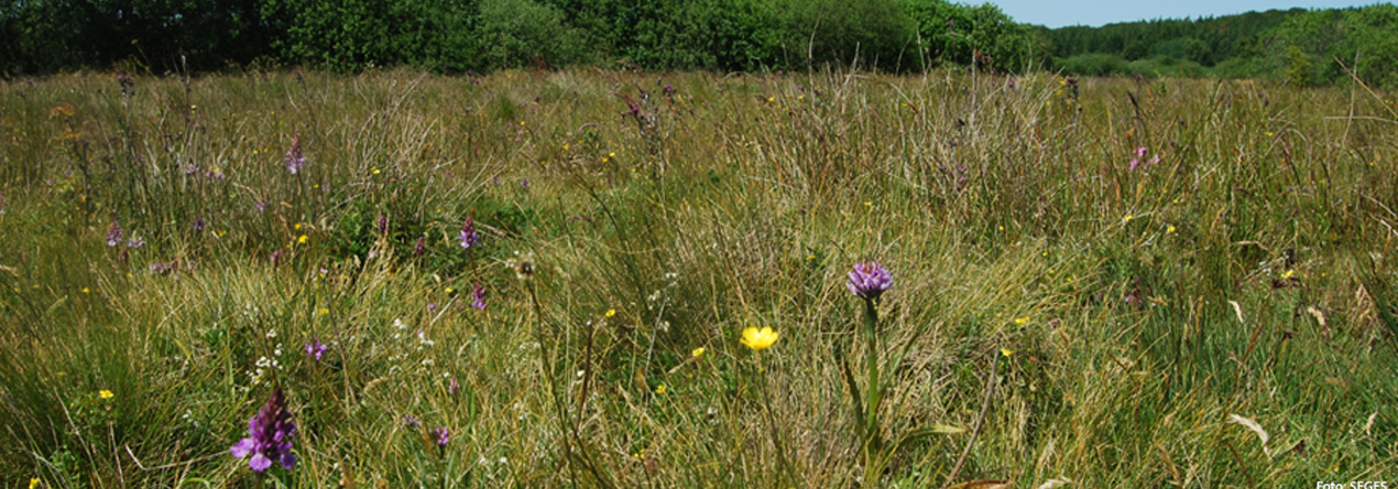 Økologi og biodiversitet