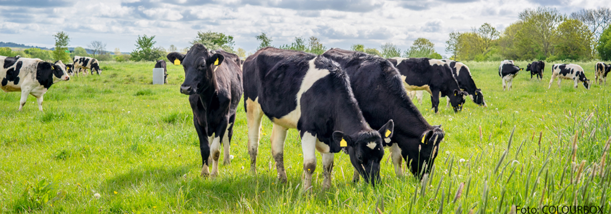 Økologisk kvæg- og mælkeproduktion
