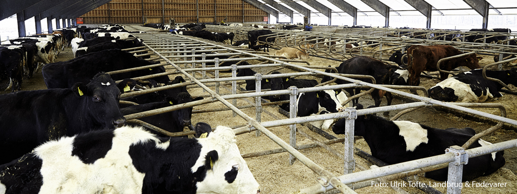 Sengebåde i økologisk kvægstald