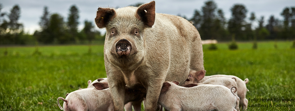 Gris med ring i næsen